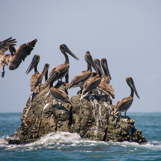 Bahia Drake - Brown pelicans